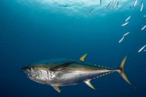 Identifying the Yellowfin Tuna