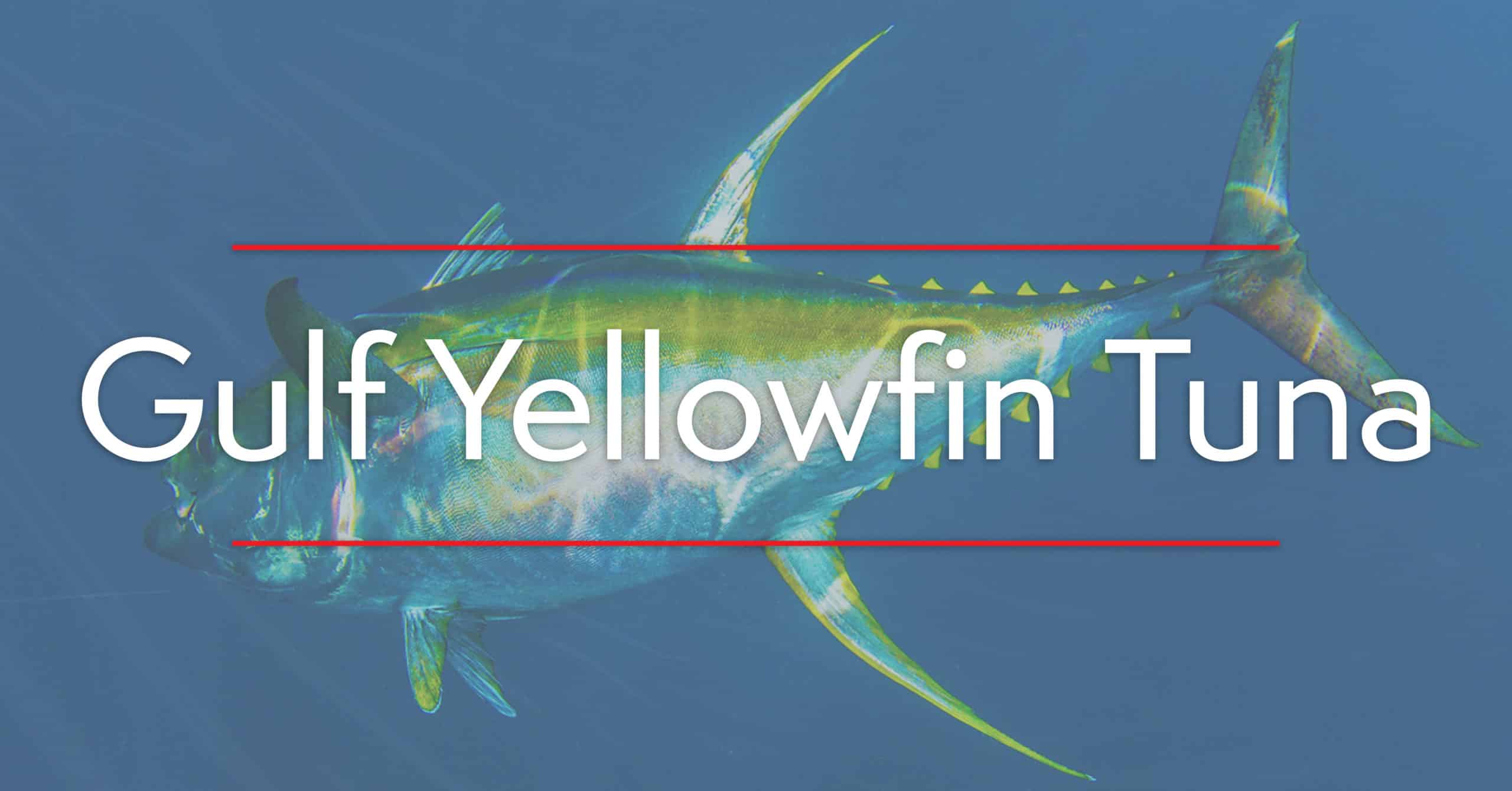 Expert Tips On Fishing For Yellowfin Tuna
