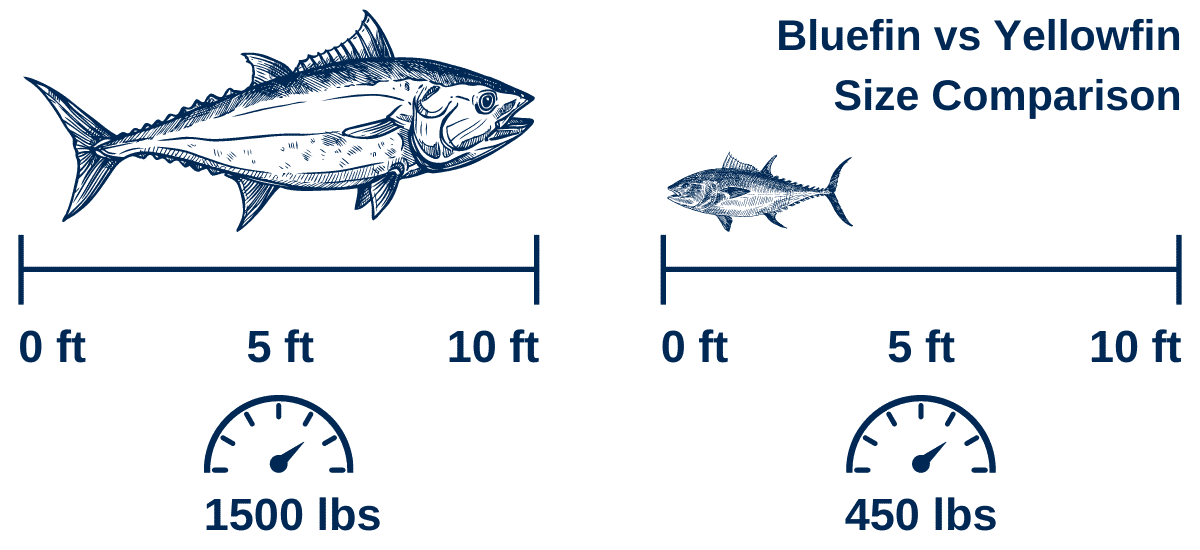 Bluefin Tuna vs Yellowfin Tuna