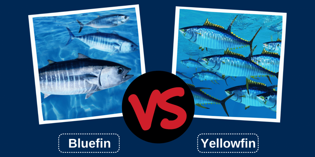 Bluefin Tuna Vs Yellowfin Tuna