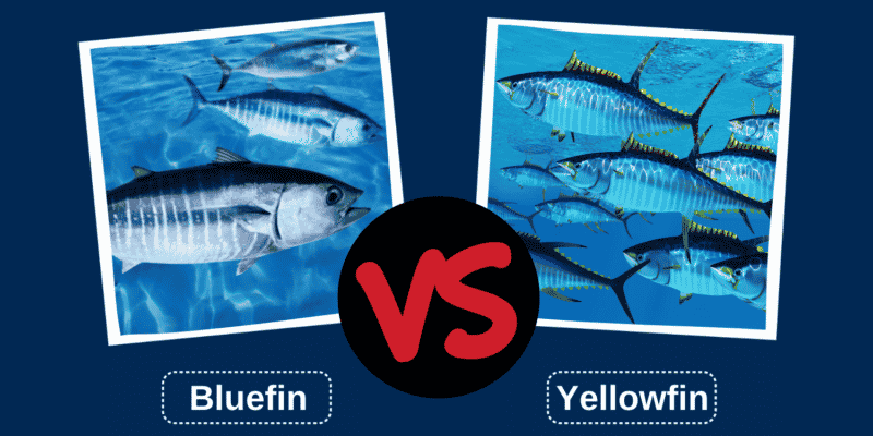 Bluefin Tuna vs Yellowfin Tuna