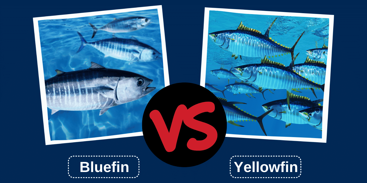 Yellowfin tuna  Good Fish Guide