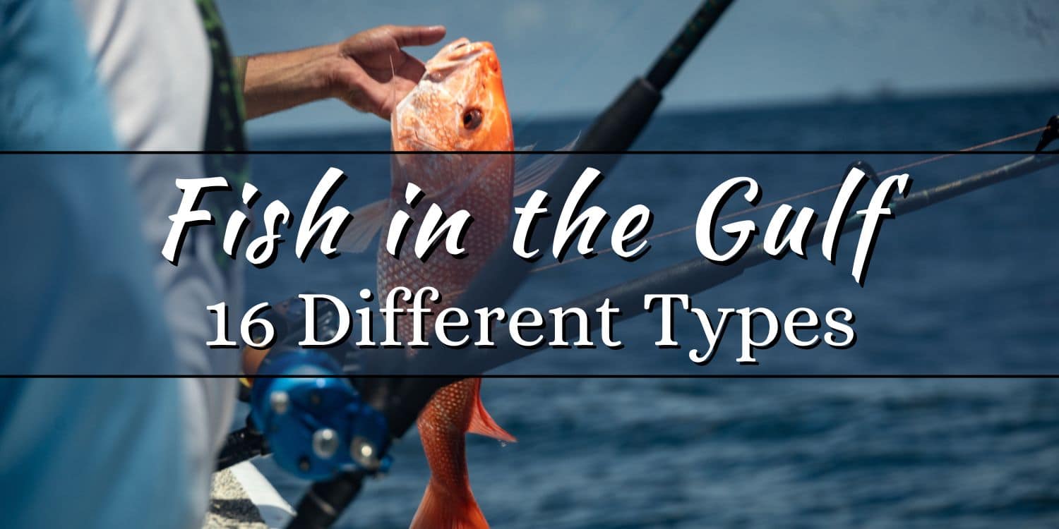 Types of Fish in the Gulf of Mexico